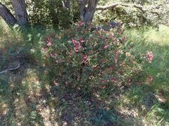 Arctostaphylos pringlei drupacea