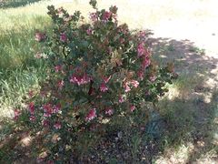 Arctostaphylos pringlei drupacea