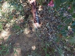 Arctostaphylos pringlei drupacea