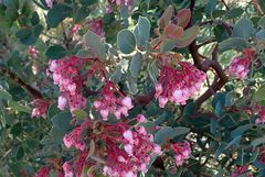 Arctostaphylos pringlei drupacea