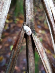 Coelostomidia zealandica