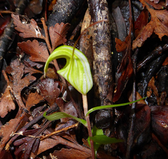 Pterostylis brumalis