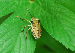 Pentatoma semiannulata