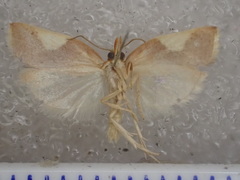 Arotrophora cosmoplaca
