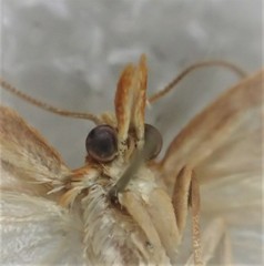 Arotrophora cosmoplaca