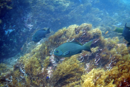 Gulf opaleye (Girella simplicidens) — Kyphosidae — 4
