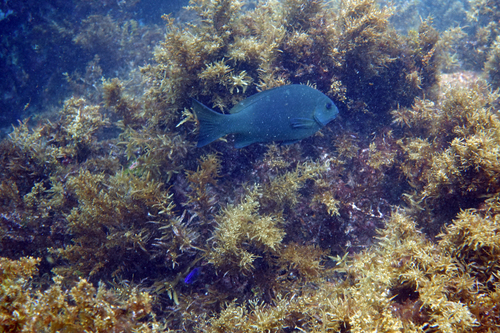 Gulf opaleye (Girella simplicidens) — Kyphosidae — 5