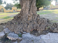 Fraxinus uhdei