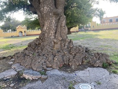 Fraxinus uhdei