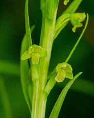 Platanthera flava herbiola
