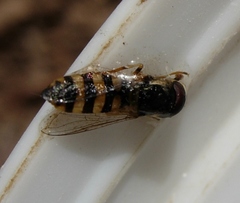 Ischiodon