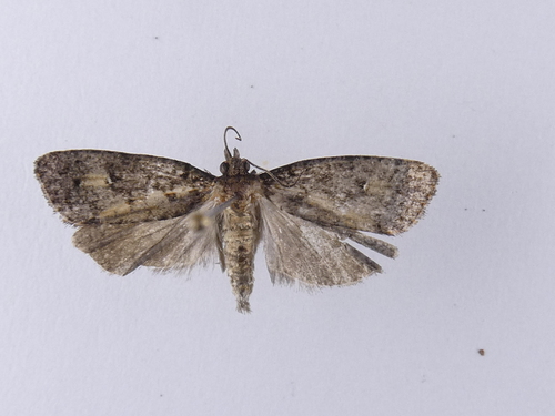 Cryptaspasma querula photo 3