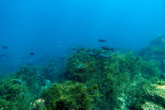 Cephalopholis colonus