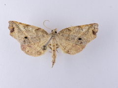 Ischalis gallaria