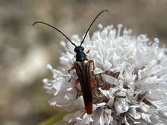 Neobellamira delicata