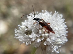 Neobellamira delicata