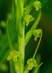 Platanthera flava herbiola