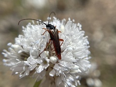 Neobellamira delicata
