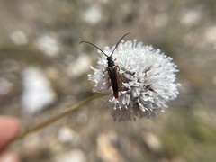 Neobellamira delicata