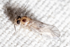 Peripsocus madidus