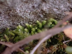 Claopodium bolanderi