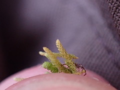 Claopodium bolanderi