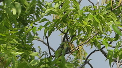 Vireo philadelphicus
