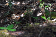 Neotamias ochrogenys