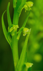 Platanthera flava herbiola