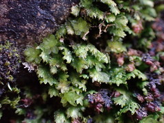 Fissidens osmundioides