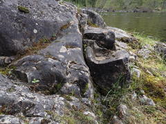 Fissidens osmundioides