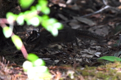 Neotamias ochrogenys