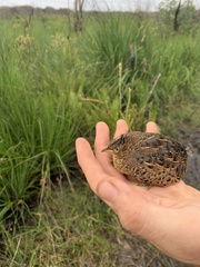 Turnix maculosus