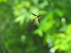 Labeninae