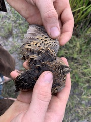 Turnix maculosus