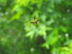 Labeninae