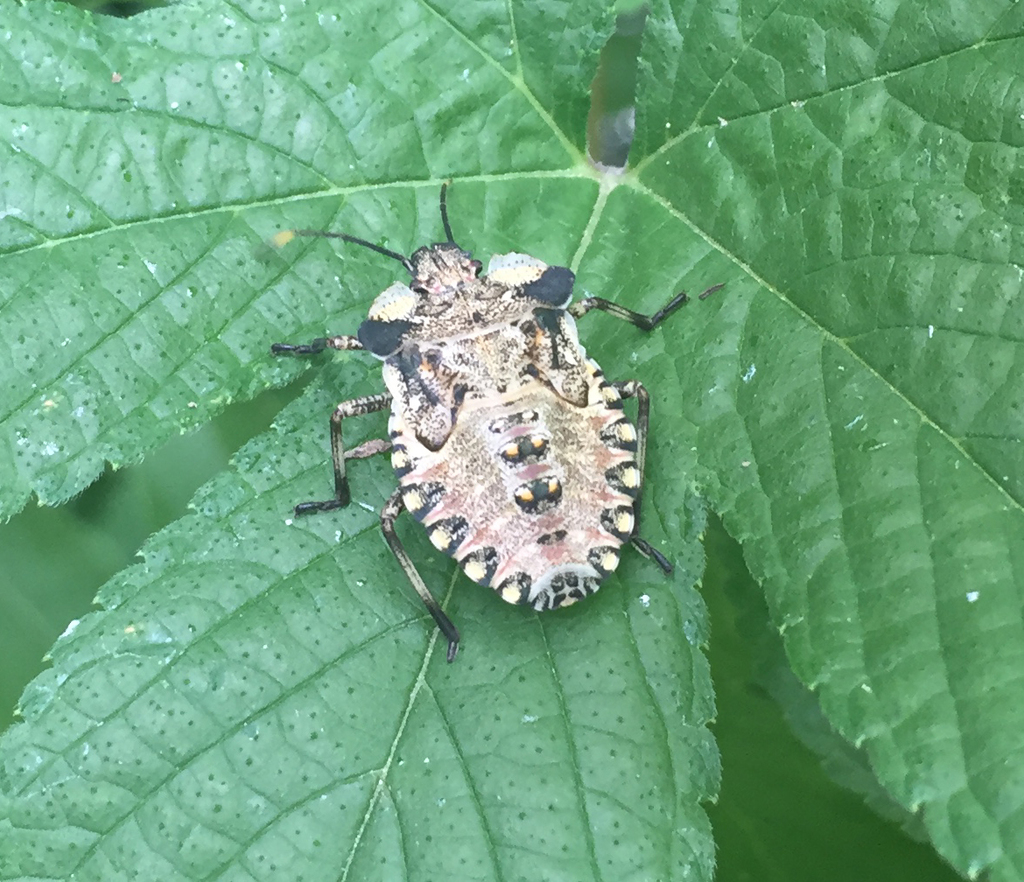 Pentatoma semiannulata