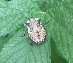 Pentatoma semiannulata