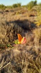 Aspalathus retroflexa bicolor