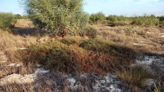 Aspalathus retroflexa bicolor