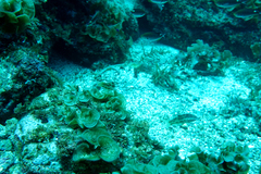 Halichoeres nicholsi
