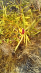 Aspalathus retroflexa bicolor