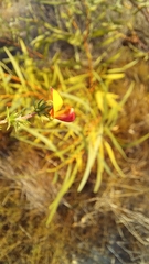 Aspalathus retroflexa bicolor