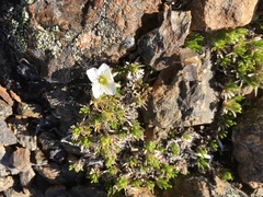Pseudocherleria macrocarpa