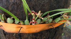 Maxillaria tenuifolia