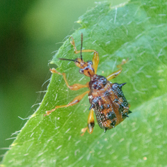 Hoplapoderus