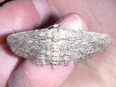 Iridopsis obliquaria