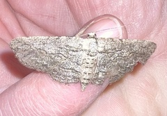 Iridopsis obliquaria