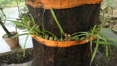 Maxillaria tenuifolia
