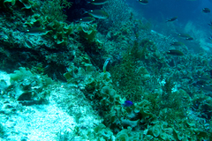 Halichoeres nicholsi